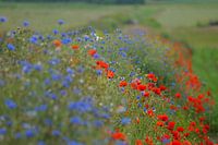 Bloemendijkje op Texel 