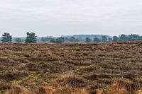 Warm autumn colors on the veluwe