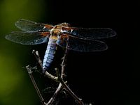 Dragon fly