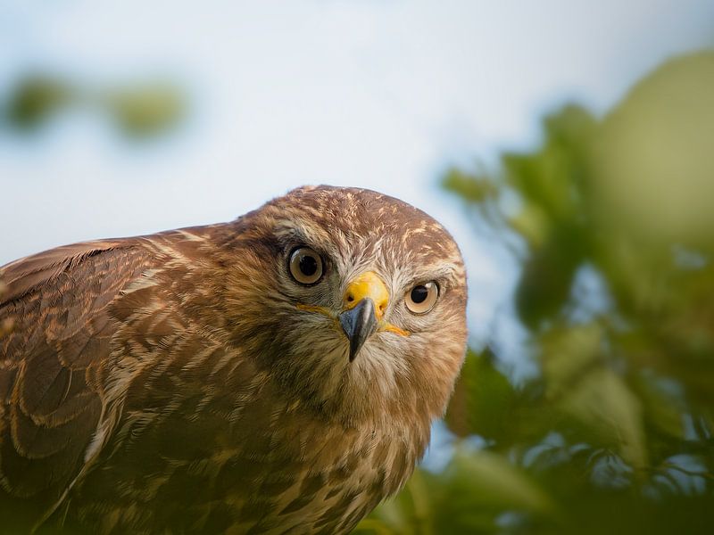 Buzzard, close-up portrait 1. Eyes on you. by BHotography