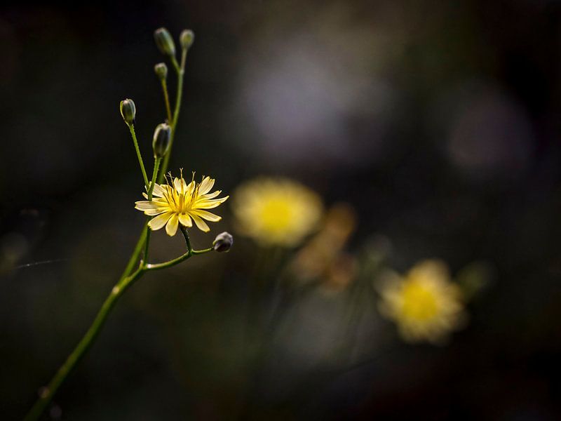 Unkraut von Rob Boon