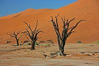 Dead Vlei Sossusvlei Nambibia