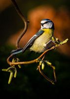 Blaumeise im Rampenlicht