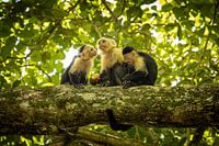 Singe cappuccino au Costa Rica