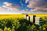 Die Blumen und die Bienen