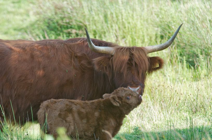Schotse hooglander met kalf van Elise Daanen