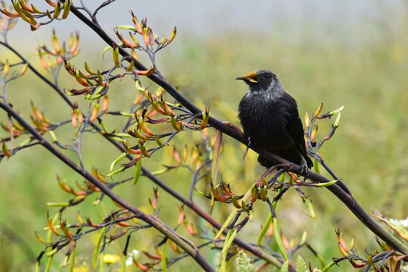 Ruhender Vogel von Niendem