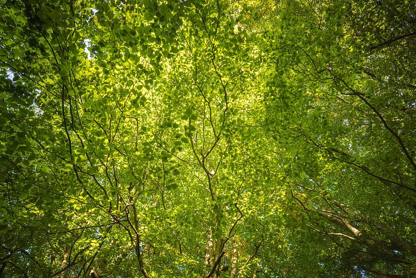 Trees (Sletten Vikings Camp Grounds) - Ry (Denmark) by Marcel Kerdijk