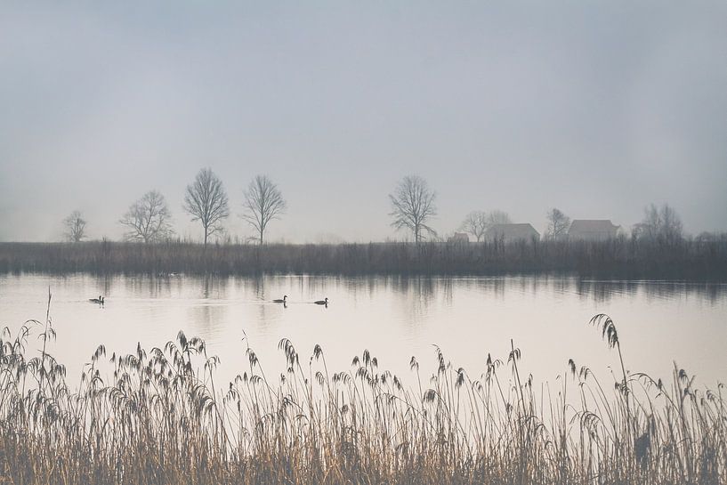 Foggy rural landscape with ducks on the pond I by Daan Duvillier | Dsquared Photography