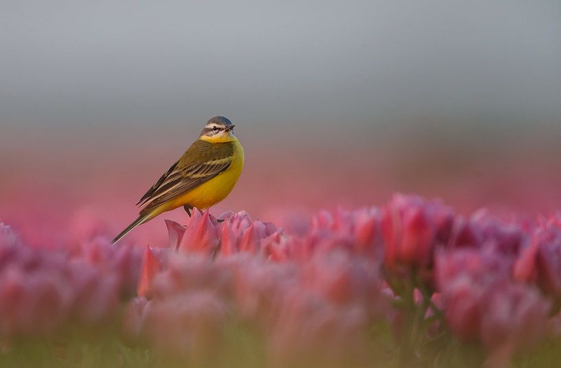 Die gelbe Bachstelze auf den Tulpen. von Menno Schaefer