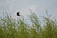 Reiher über den Bäumen