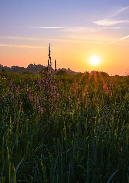Meinerswijk part 99 van Tania Perneel