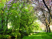 Fleurir au printemps