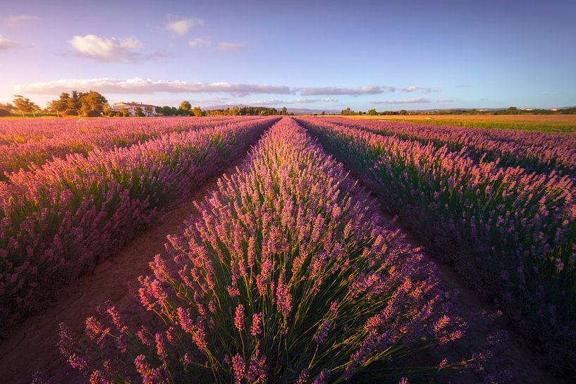 Champs de fleurs de lavande au coucher du soleil. Cecina, Toscane par Stefano Orazzini