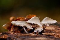 Pilzgruppe auf Holz in Echten
