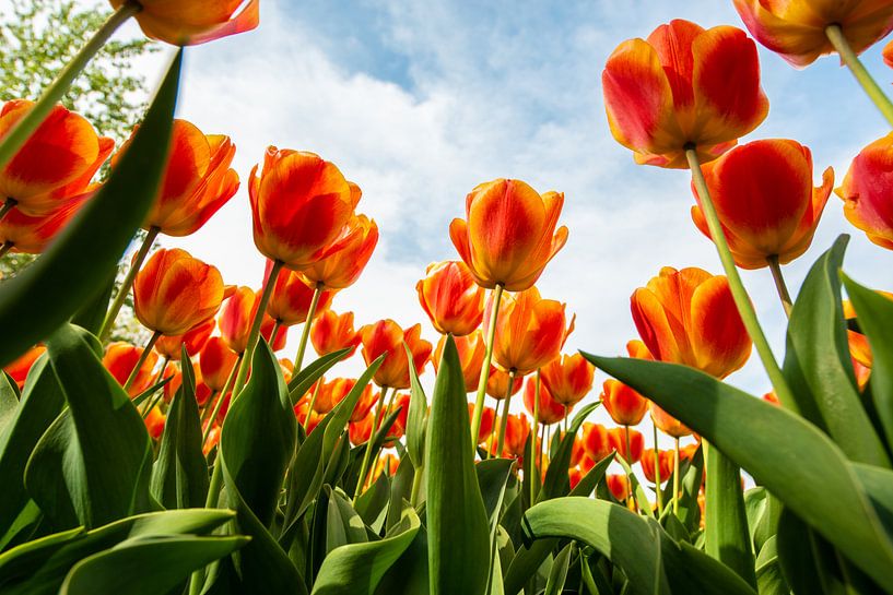 Oranje Tulpen tegen de Hemel par Brian Morgan