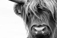 Portrait Scottish Highlander black and white
