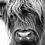 Schotse Hooglanders