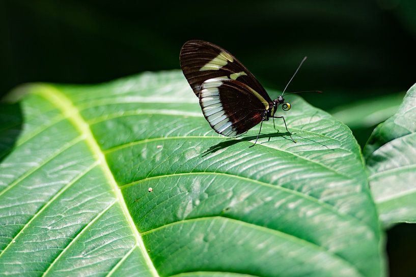 Nahaufnahme eines Schmetterlings von Ronne Vinkx