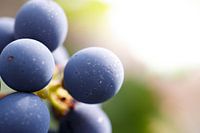 Blue grapes