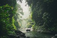 Calmly flowing river in the jungle of Bali.