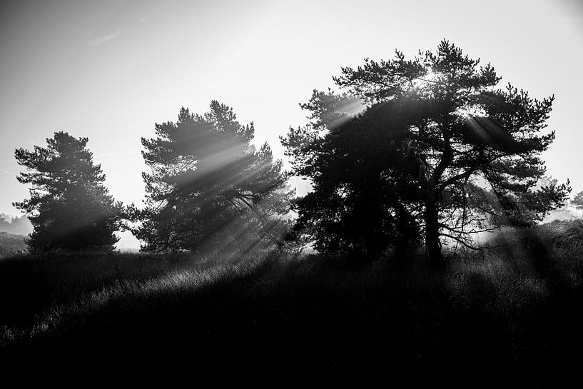Schwarzweißer Veluwe von Ellis Peeters