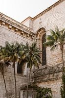 Tropische Palmen in der Stadt Lissabon