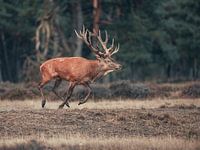 Rothirsch Hoge Veluwe