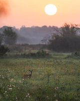 Haagse beemden sunrise, with roe deer. Request.