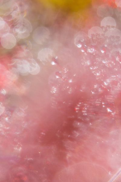 Sonnentau 1 von Francois Debets