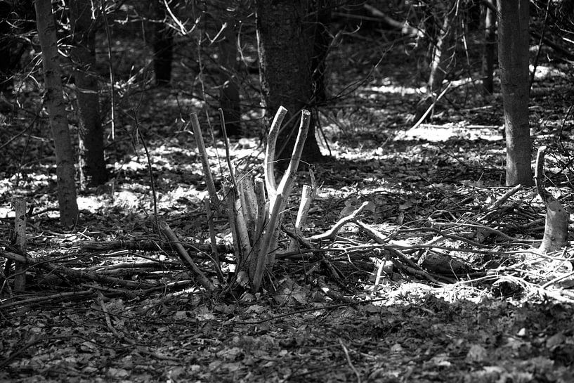 Die Natur entdecken in einem Waldgebiet im Emsland, Niedersachsen, Deutschland von Bianca Meyering Fotos - BMF