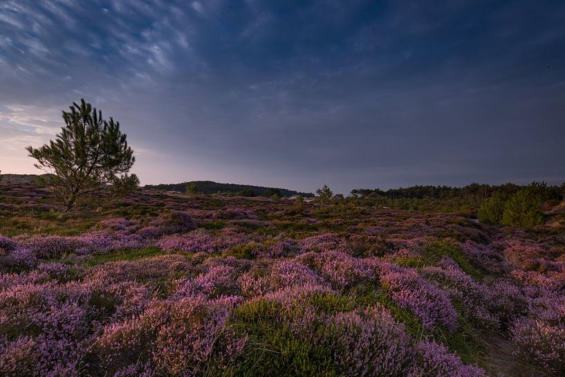 Grauer Himmel über Moorland von peterheinspictures