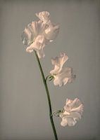 Nature morte en fleurs