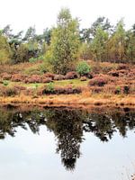 De boom weerkaatst op het water, te midden van prachtige herfsttinten.