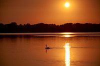Schwan im Haarrijnse See bei Sonnenuntergang