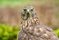 Schitterende jonge Havik kijkt je indringend aan.