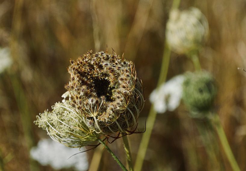 Beautiful Rustic Daucus Carota or 'Wild Carrot' by Through Kristels Lens
