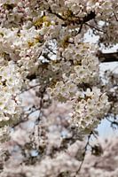 Cerisier japonais en fleur Sakura