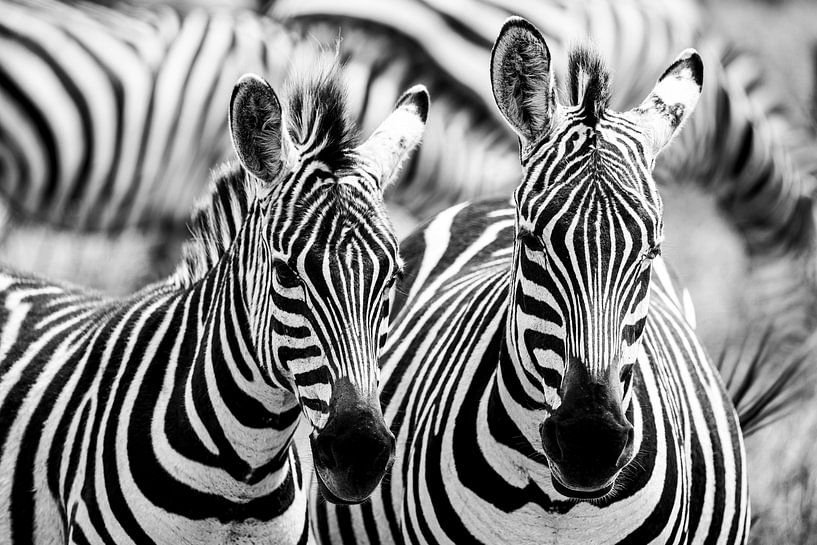 Gestreifte Harmonie in der Savanne von Dante van Rijn