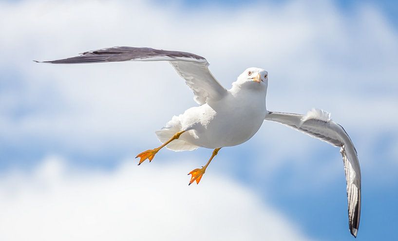 Mouette par Martijn van Dellen