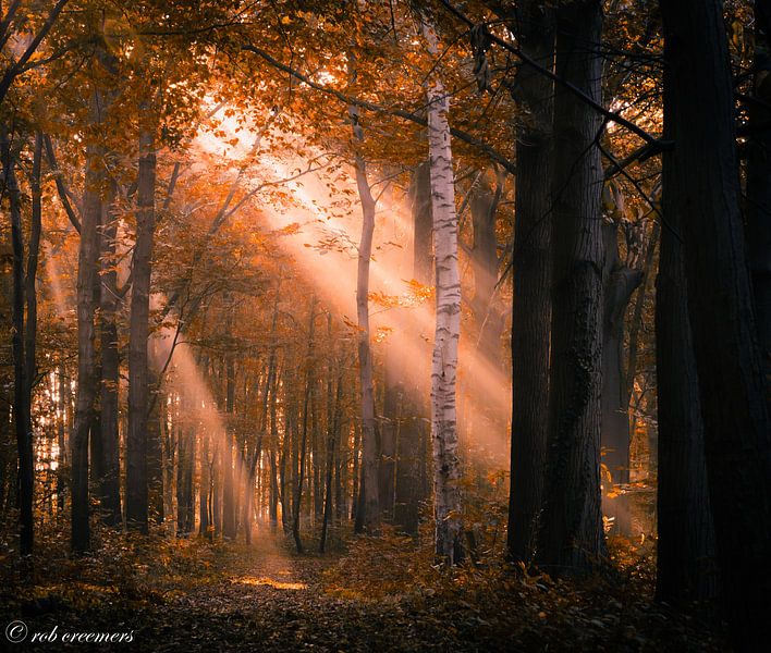 Oranje licht von rob creemers