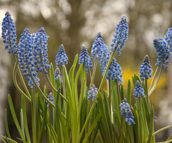 Ein Frühlingsblumenstrauß für Sie von Jolanda de Jong-Jansen