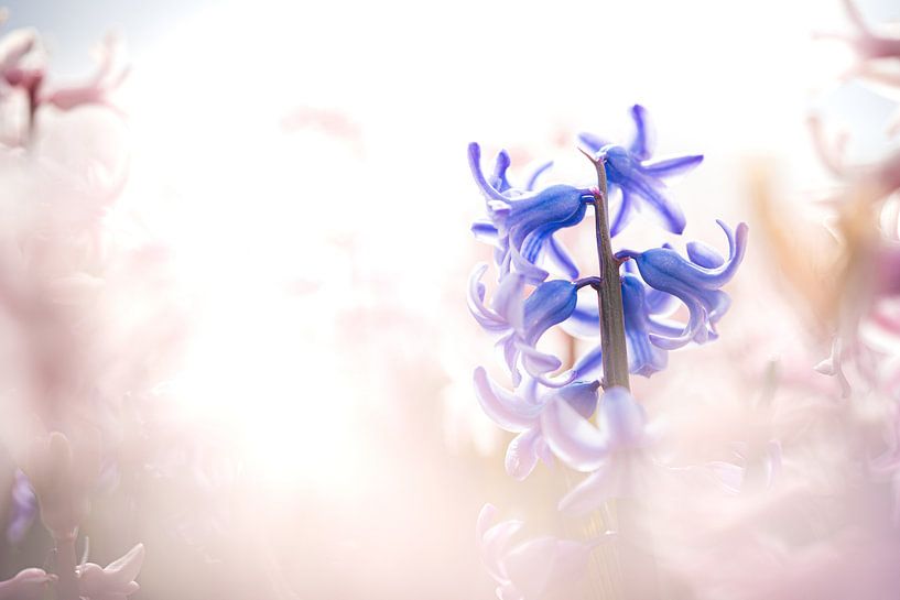 Blaue Hyazinthe im rosa Knollenfeld von Fotografiecor .nl