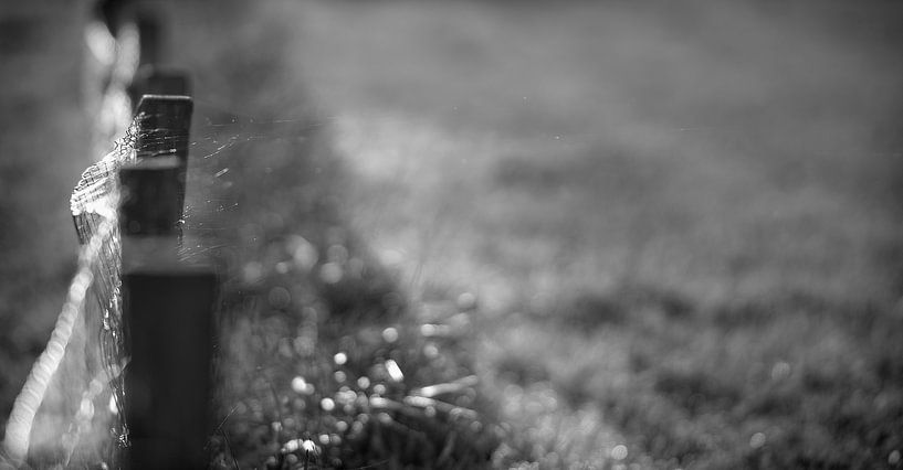 Dancing in the wind. by Pieter van Roijen