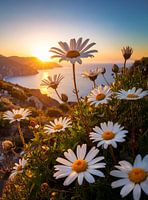 Küstenpoesie mit zauberhaften Margeriten zum Sonnenuntergang