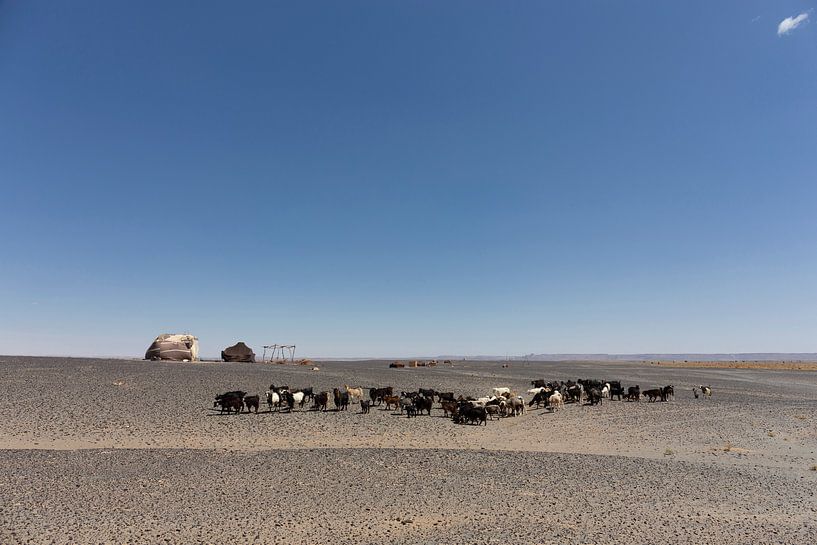 Herd of goats of Bedouin people in the Moroccan desert, the Sahara by Tjeerd Kruse