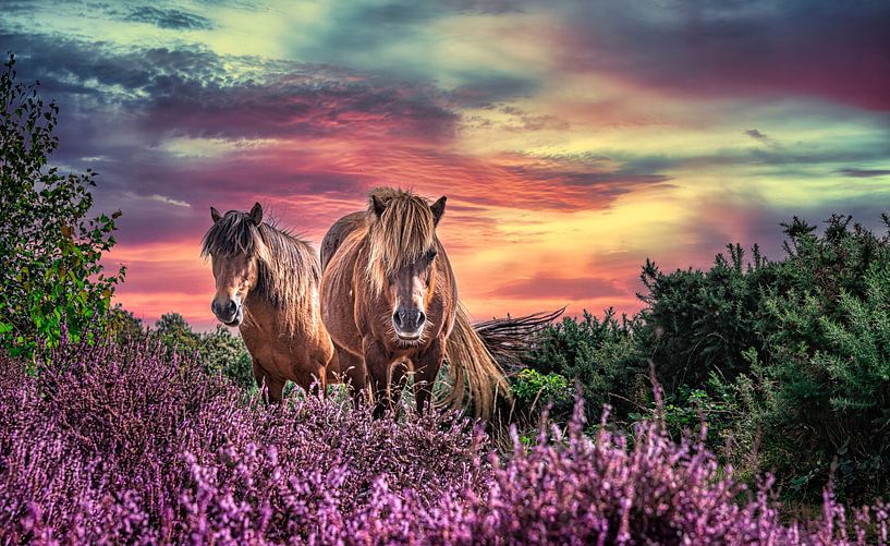 Wild horses on the blooming heath by Rietje Bulthuis
