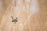 Singendes Blaukehlchen im Schilf mit Sonnenaufgang vor einem gold-sandigen Hintergrund