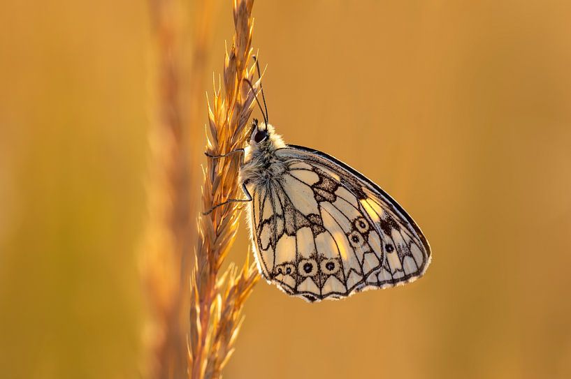 Schachbrettfalter sitzt auf einem Grasalm auf einer Wiese von Mario Plechaty Photography