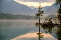 Tree in the fog in a lake